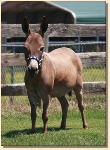 Farmstead's Dolly Parton