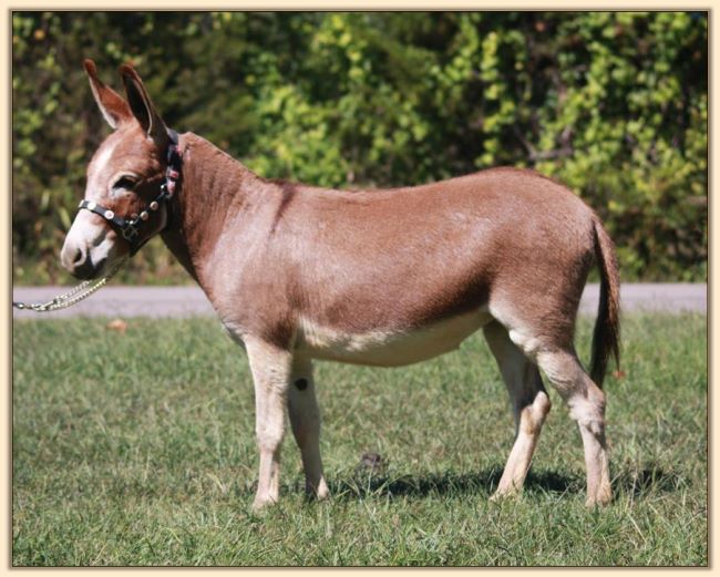 HHAA Drama Queen, dark red jennet with star at Half Ass Acres Miniature Donkeys