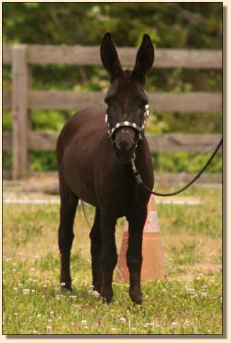 Miniature Donkey, The Elms Black Beauty