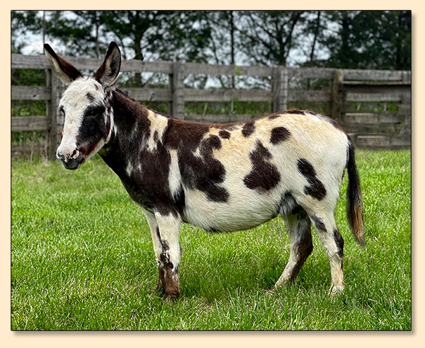 KZ Bandit's Fancy Pants, dark spotted jennet at Half Ass Acres in Chapel Hill, Tennessee.