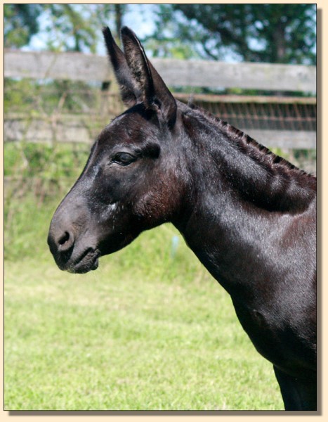 Heiken's Ark Lucia, black brood jennet at Half Ass Acres who has produced many National Champions!