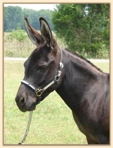 MGF Venus Mink, miniature donkey brood jennet at Half Ass Acres