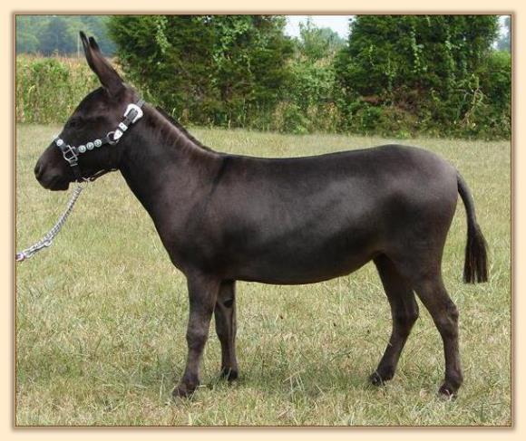 Heiken's Ark Ramona LB, miniature donkey brood jennet at Half Ass Acres