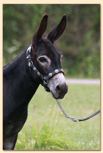 Short & Sweet Raven's Fire, true black miniature donkey brood jennet