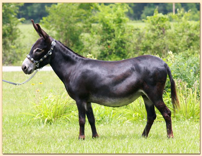 Short & Sweet Raven's Fire, true black miniature donkey brood jennet