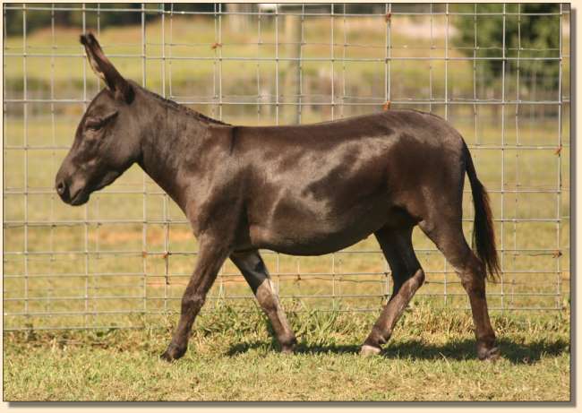 HHAA Smitten on September 15th, 2015, one week after having her first foal, Cahoots.