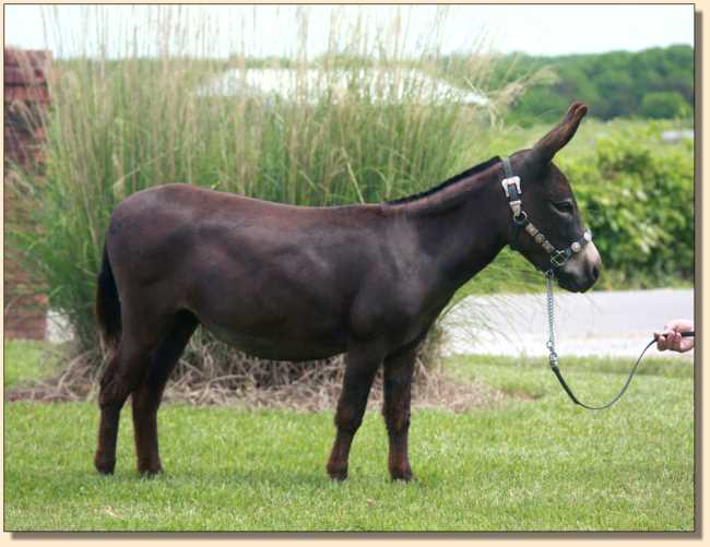 Miniature Donkey at Half Ass Acres, HHAA Sweet Punch