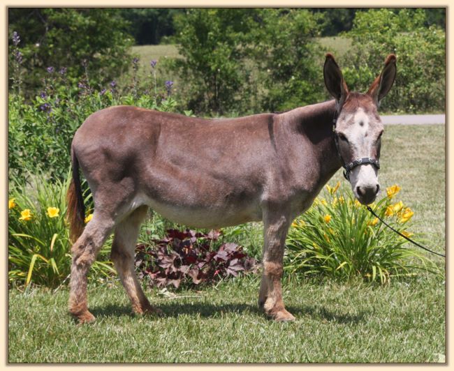 Windcrest Red Target, dark red brood jennet at Half Ass Acres Miniature Donkeys