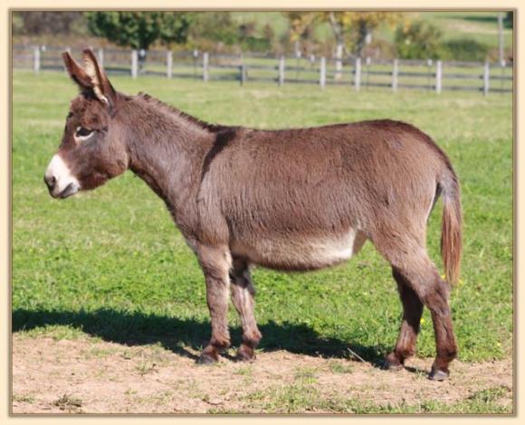 West Prairie Tina, 29.25" brown miniature donkey brood jennet at Half Ass Acres