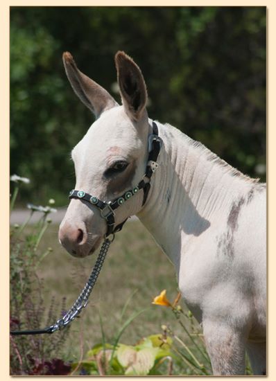 Cute Too Boot, spotted miniature donkey jennet