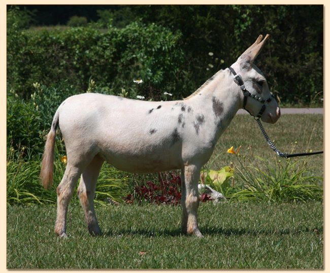 Cute Too Boot, spotted miniature donkey jennet