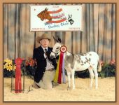 Itsy Bitsy Puzzles, 2008 Reserve ACOSA Champion Jennet