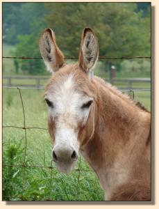 Click photo of miniature donkey to enlarge image