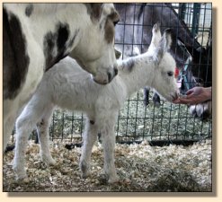 Ass-Pirin Acres Spectacular