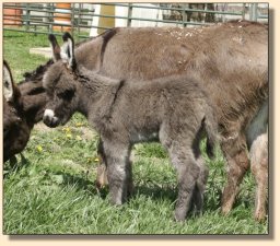 Critter Haven Farm Applause