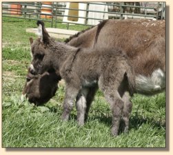 Critter Haven Farm Applause