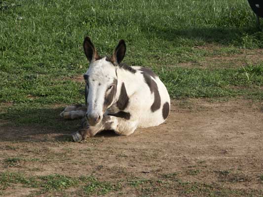 Half Ass Acres Miniature Donkey Farm New Turn Out Shed