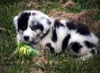 Australian Shepherd Bella (7591 bytes)