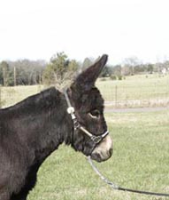 miniature donkey for sale