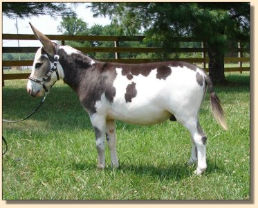 miniature donkey