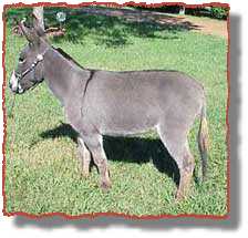 miniature donkey Bunny (9768 bytes)
