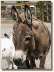 Click photo of miniature donkey to enlarge image