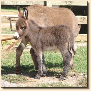 The Cisco Kid, red/brown gelding prospect