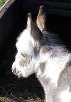 miniature donkey Half Ass Acres Chattahoochee Charlie (3896 bytes)