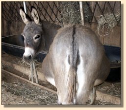 Click photo of miniature donkey to enlarge image