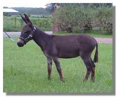 Miniature Donkey Gelding, Fluke (6559 bytes)