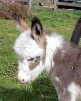 Miniature Donkey Hardy