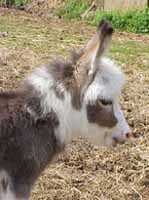 Miniature Donkey Hardy (5920 bytes)