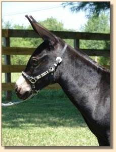 Click photo of miniature donkey to enlarge image