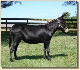 Click photo of miniature donkey to enlarge image