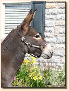 Click photo of miniature donkey to enlarge image