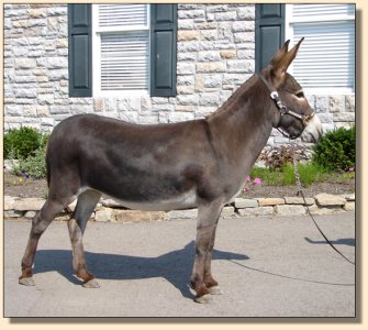 Click photo of miniature donkey to enlarge image