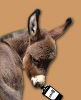 Little Whiskey Girl - copyright HAA Miniature Donkeys