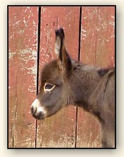 HAA Mahogany Mojo, chocolate brown miniature donkey jack!!