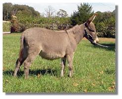 Miniature Donkey Gelding, My World Max (14,020 bytes)