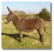 Miniature Donkey jennet, Mischief (9607 bytes)