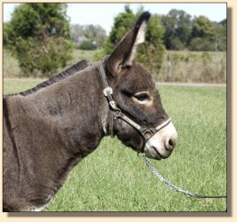 Mahogany Mojo, dark brown gelding for sale