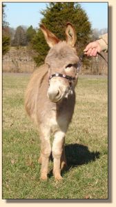 Click photo of miniature donkey to enlarge image