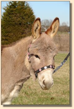 Click photo of miniature donkey to enlarge image