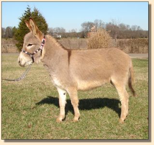 Click photo of miniature donkey to enlarge image