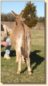 Click photo of miniature donkey to enlarge image