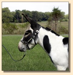 MGF Primero, Black & White Spotted Miniature Donkey Herd Sire