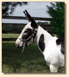 MGF Primero, Black & White Spotted Miniature Donkey Herd Sire