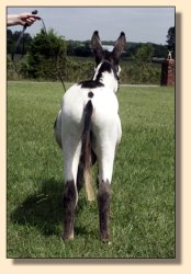 MGF Primero, Black & White Spotted Miniature Donkey Herd Sire