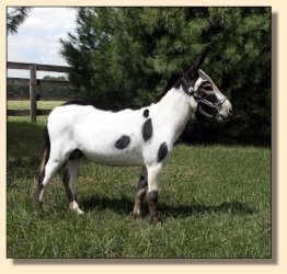 MGF Primero, Black & White Spotted Miniature Donkey Herd Sire