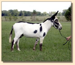 MGF Primero, Black & White Spotted Miniature Donkey Herd Sire